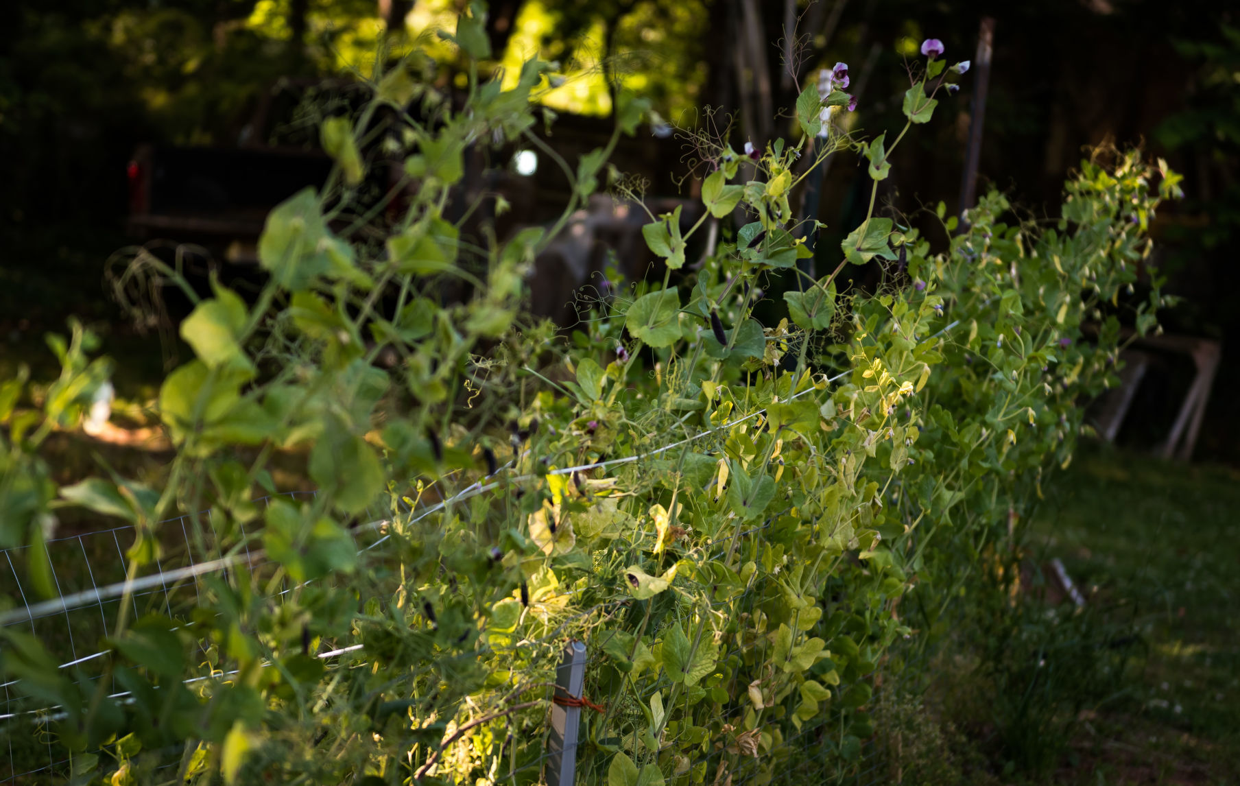 Jim and Jan Hullihan Urban Garden